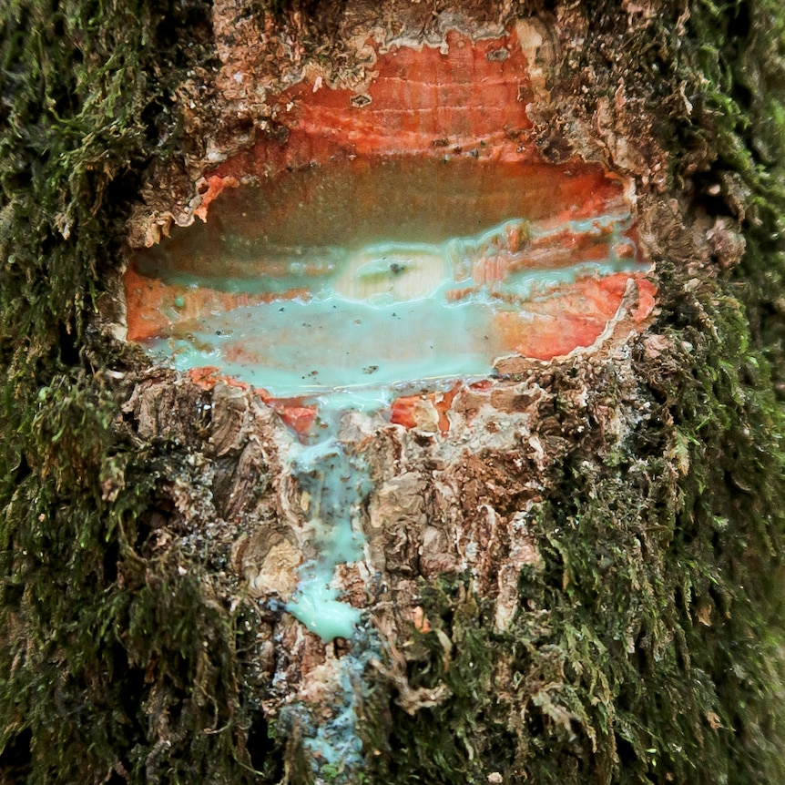 In a close-up, bright blue latex fluid drips from a cut in the trunk or branch of a tree.
