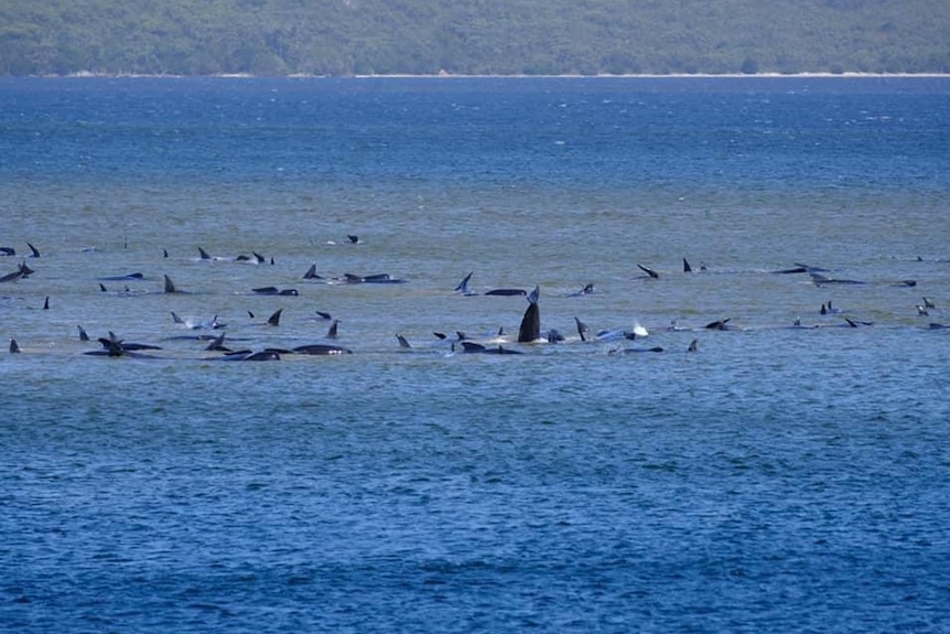 A large pod of whales stranded on a sandbar.