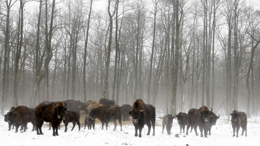 A herd of bison stand in the snow in front of tall trees inside the Chernobyl exclusion zone.