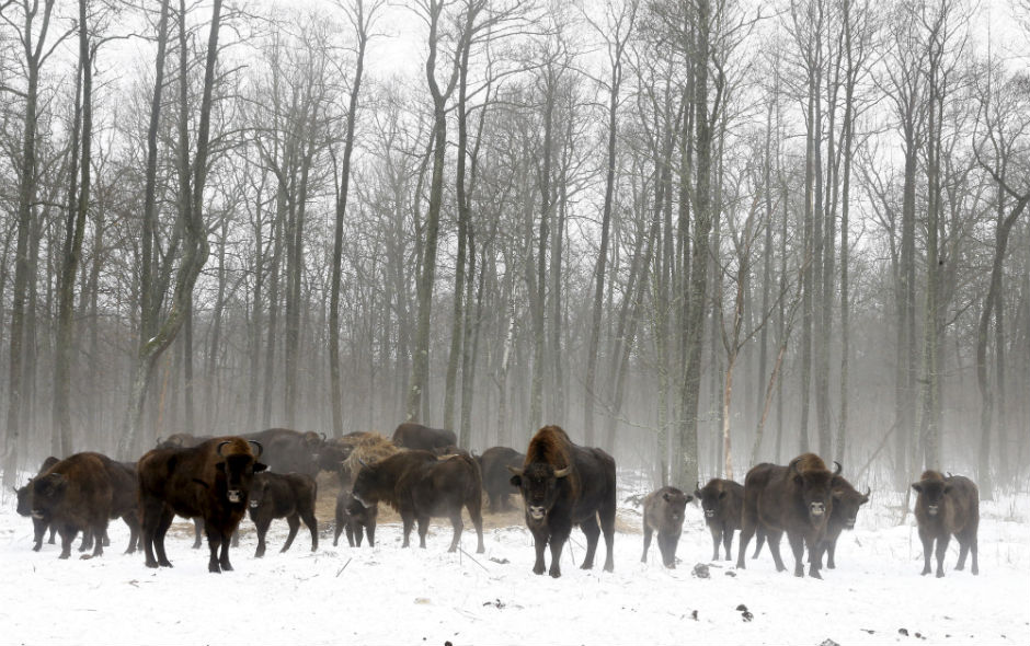 A herd of bison stand in the snow in front of tall trees inside the Chernobyl exclusion zone.