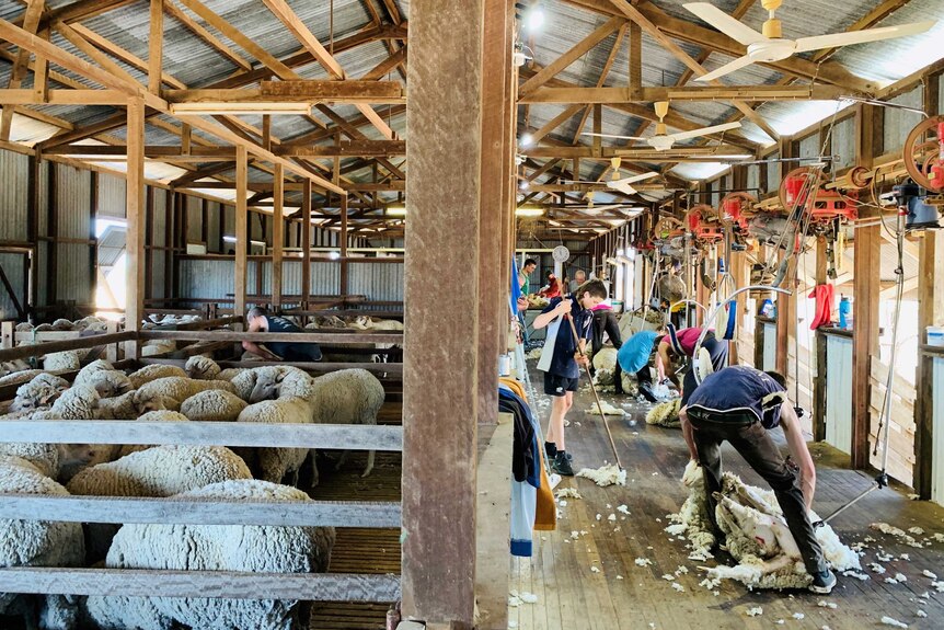 Sheep in their pens in a western Queensland shearing shed, with shearers on the left.