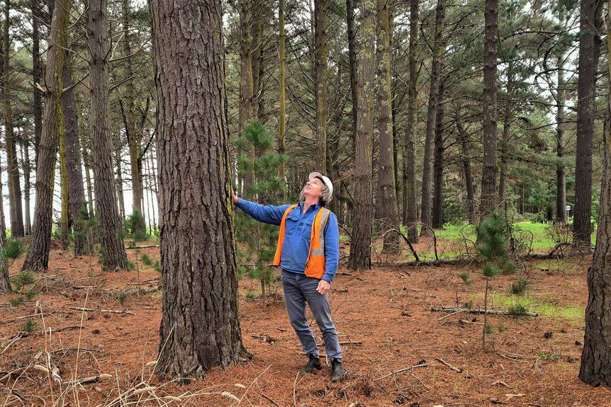 Man in high-vis standing in forest