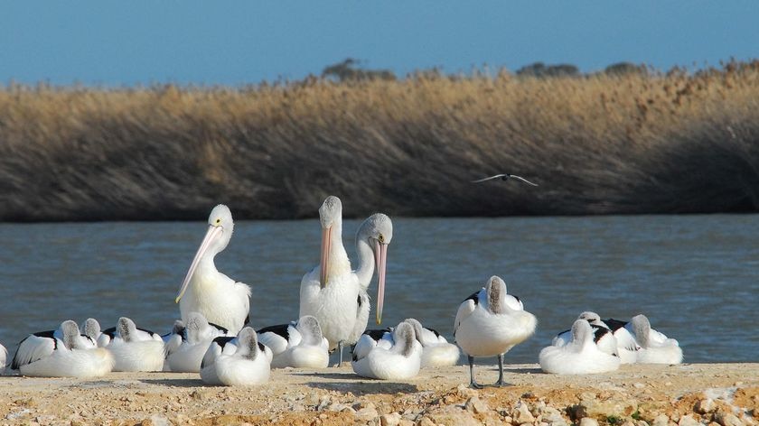 Pelicans rest on small strip of land linking lower lakes at Meningie