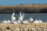 Pelicans rest on small strip of land linking lower lakes at Meningie