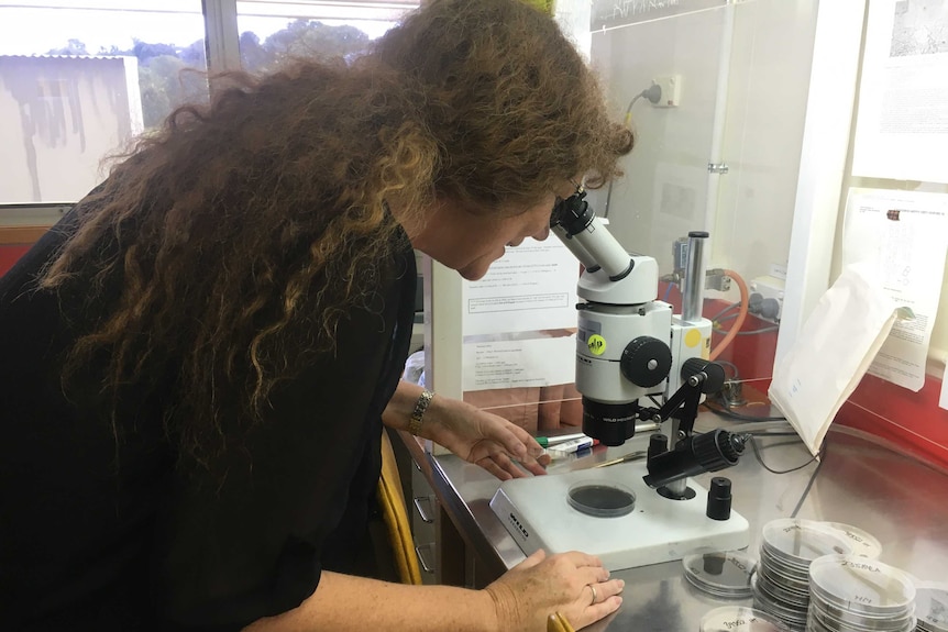 Researcher Michelle Paynter leans over a microscope to look at fusarium fungus