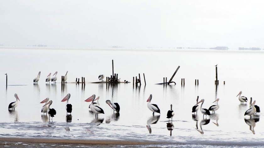 Pelicans at Lake Albert