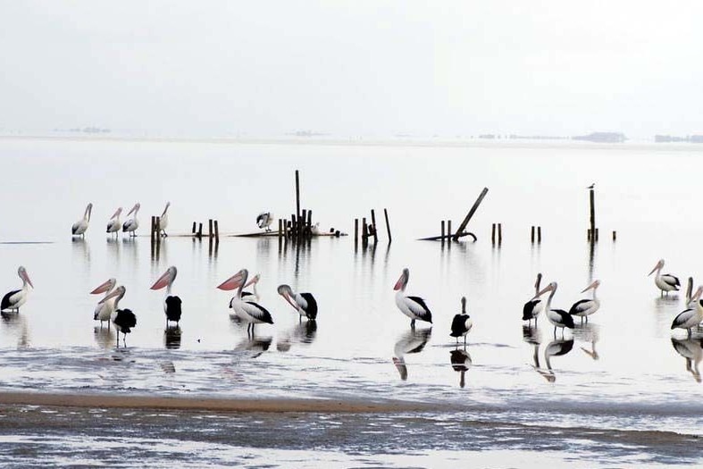 Pelicans in the water.