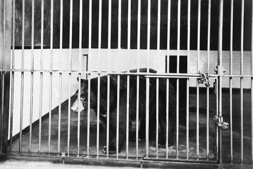 Black bear enclosure at the Adelaide Zoo in 1915