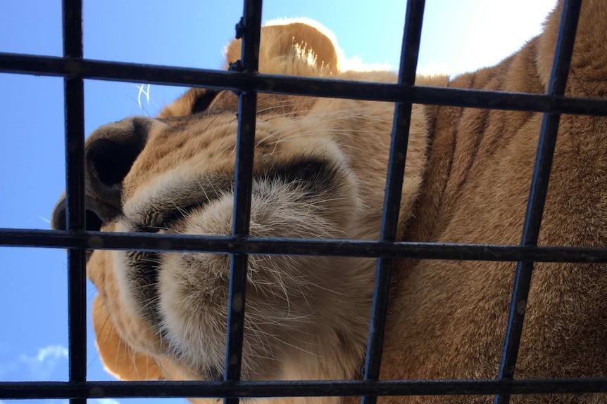 Close-up of a lion's mouth and nose taken from underneath.