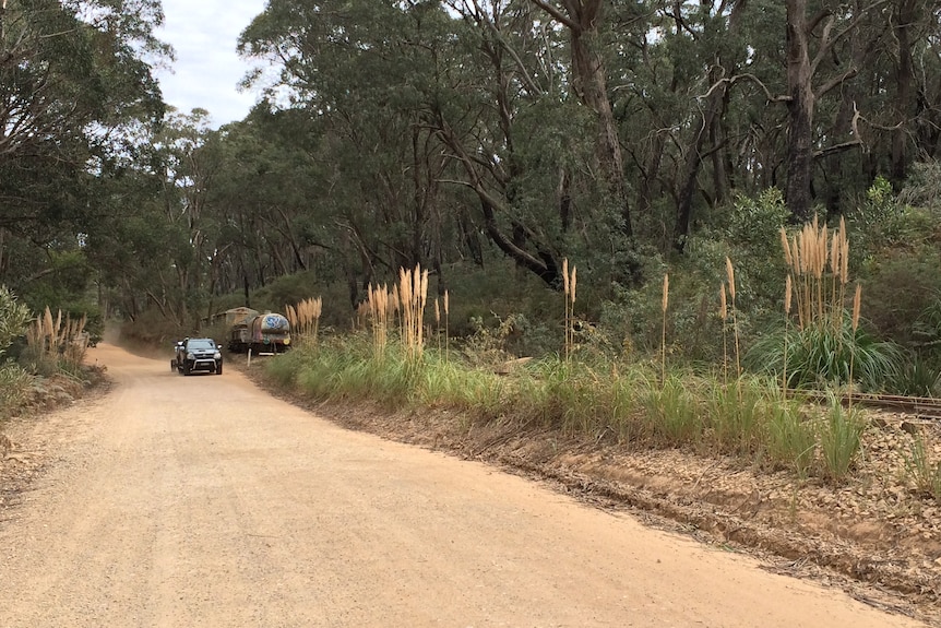 Car and train at Zig Zag railway drive along pampas grass trail