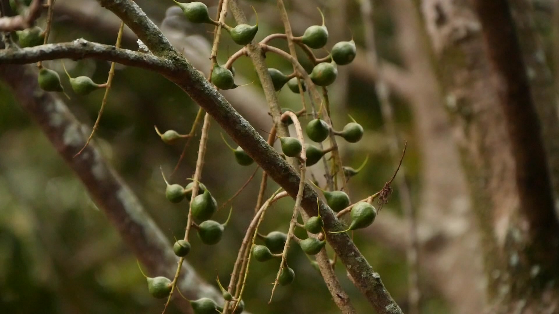 nueces de macadamia pequeñas.