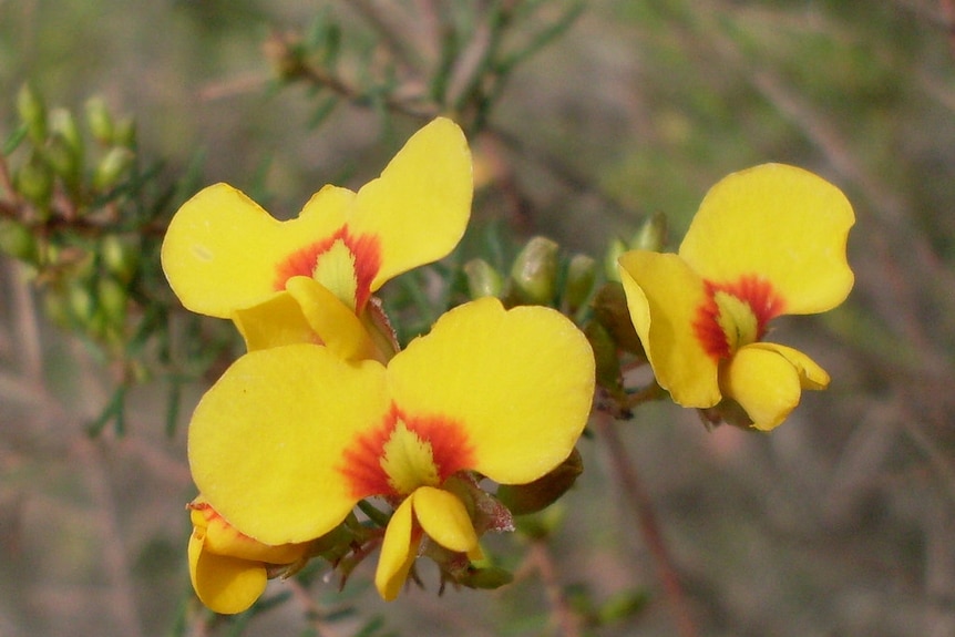 Eggs and bacon flower, lotus corniculatus