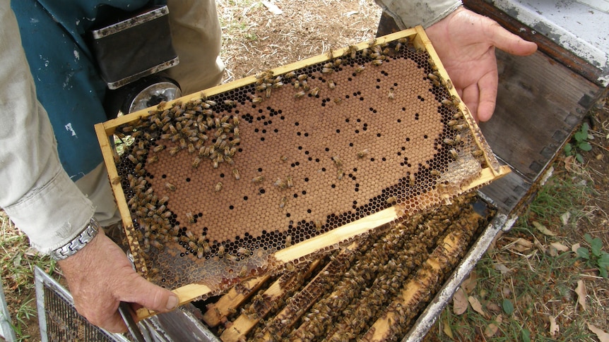 Mid shot of two hands holding a bee hive frame showing bees and the honeycomb