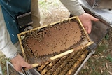 Mid shot of two hands holding a bee hive frame showing bees and the honeycomb