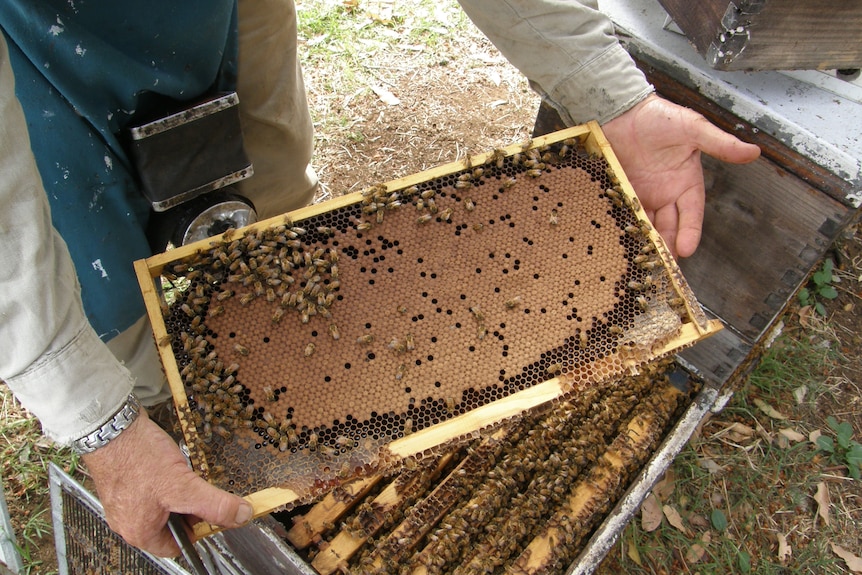 Mid shot of two hands holding a bee hive frame showing bees and the honeycomb