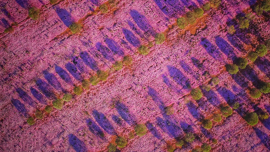 A thick covering of pink wild flowers, photographed from above.