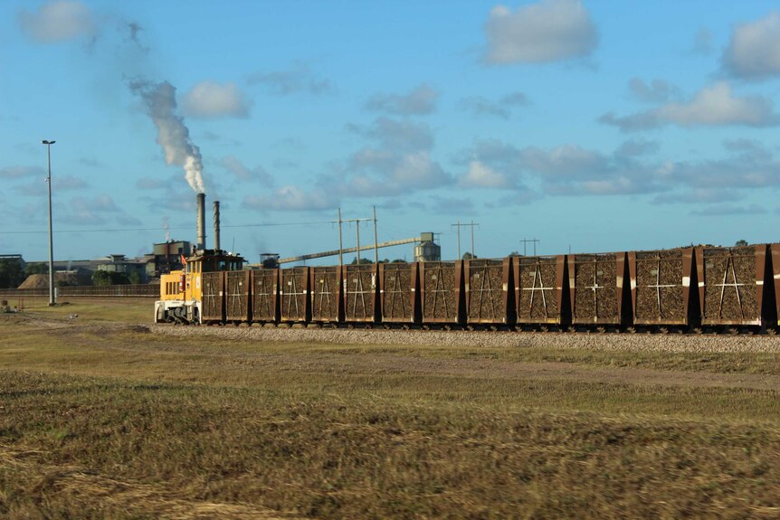 Cane train