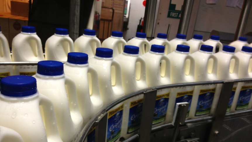 Filled milk bottles ready for distribution