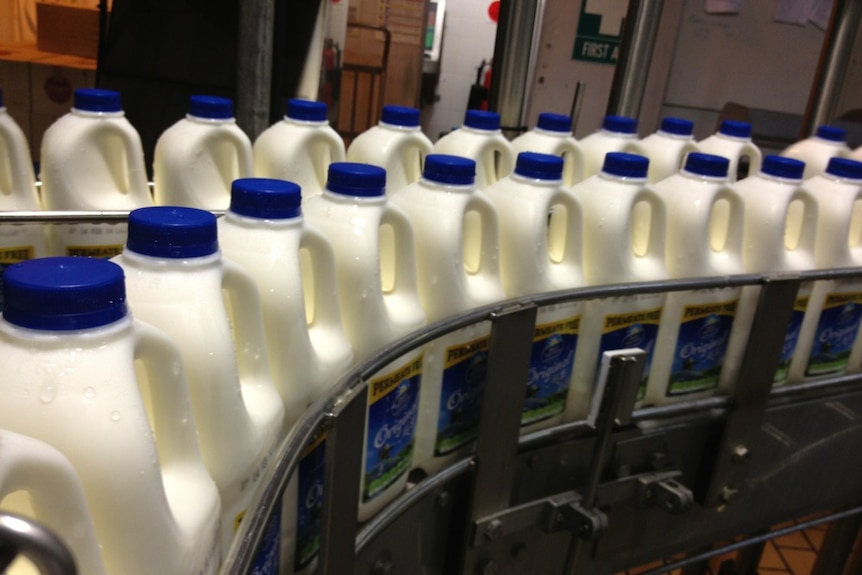 Bottles of milk with blue lids in a dairy processing facility