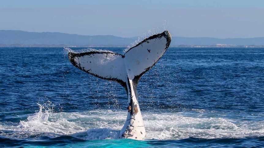 A whale tail is captured in action out of the water.