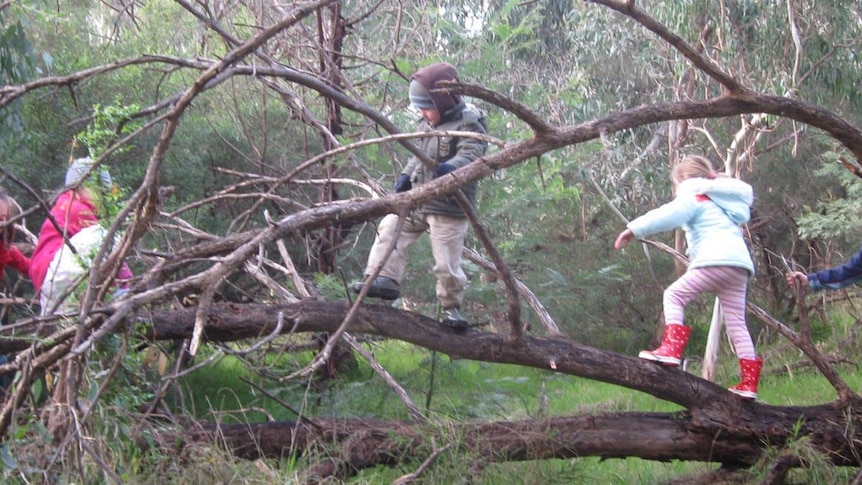 Kids climbing on the branches of a tree