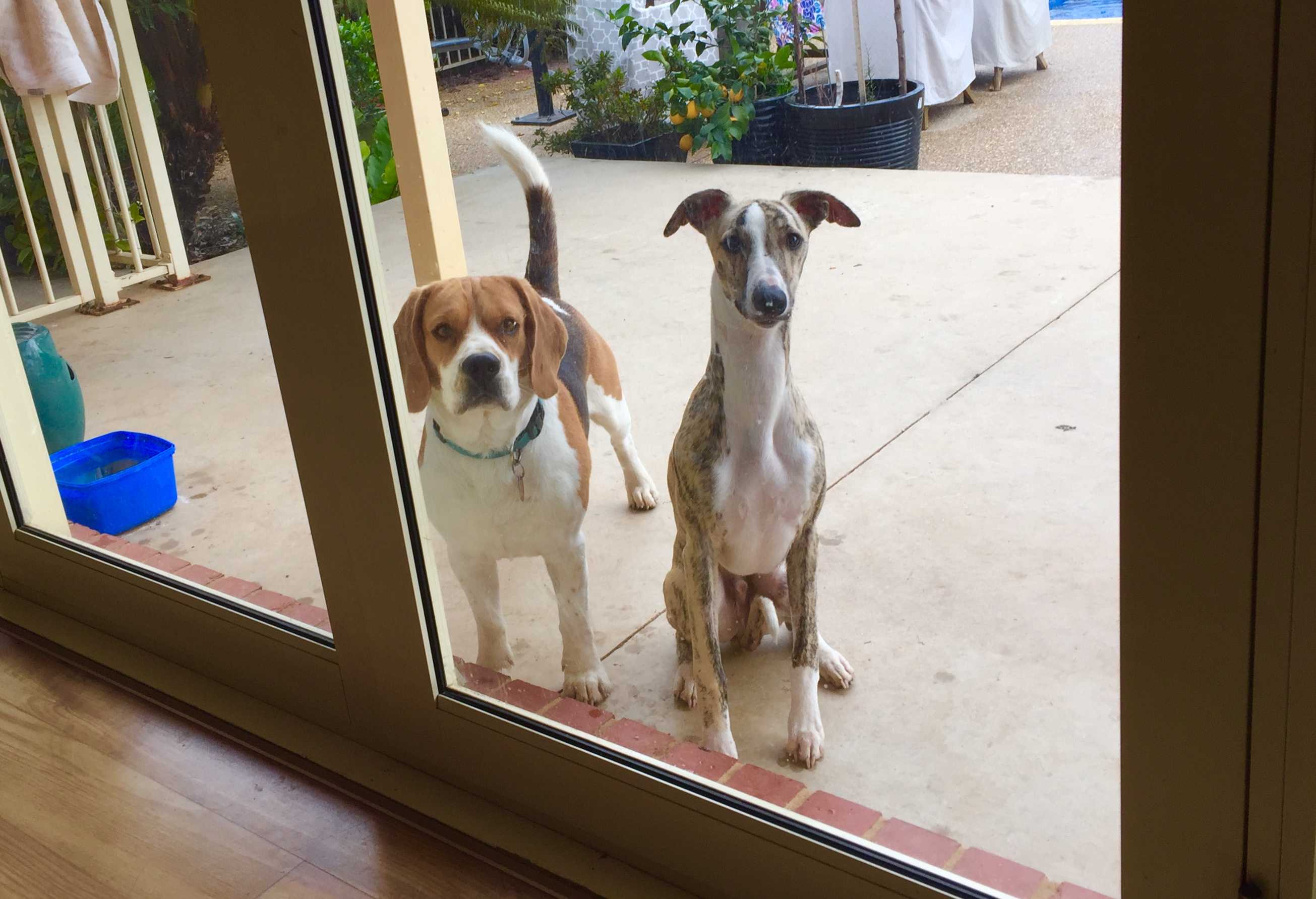 Pets in rentals Is it fair to take away a landlord's right to refuse