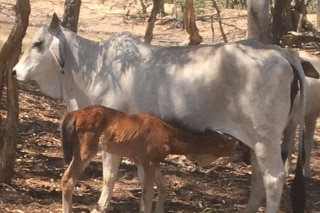 A small chestnut foal is suckling on a white cows teat
