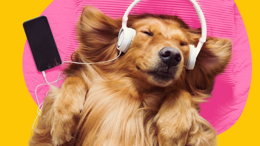 A stock image of a dog with headphones on against a colourful background.