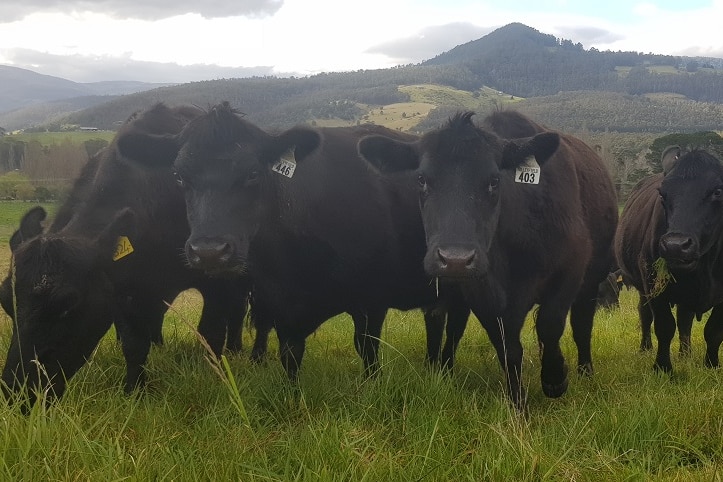 A group of healthy looking Angus cows munching on the grass at Valleyfield in the Huon Valley