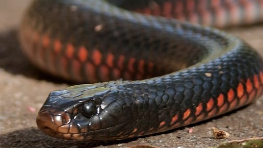 Narooma rescue volunteers called to red-bellied black snake in