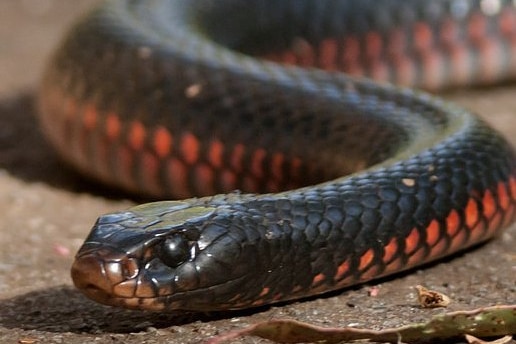 A close-up of a red-bellied black snake.