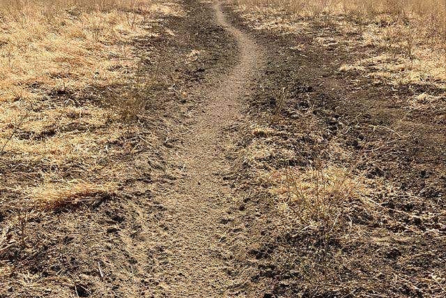 A dirt track with thousands of rat footprints