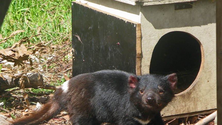A Tasmanian devil cub recovers after its jaw was broken when hit by a car.