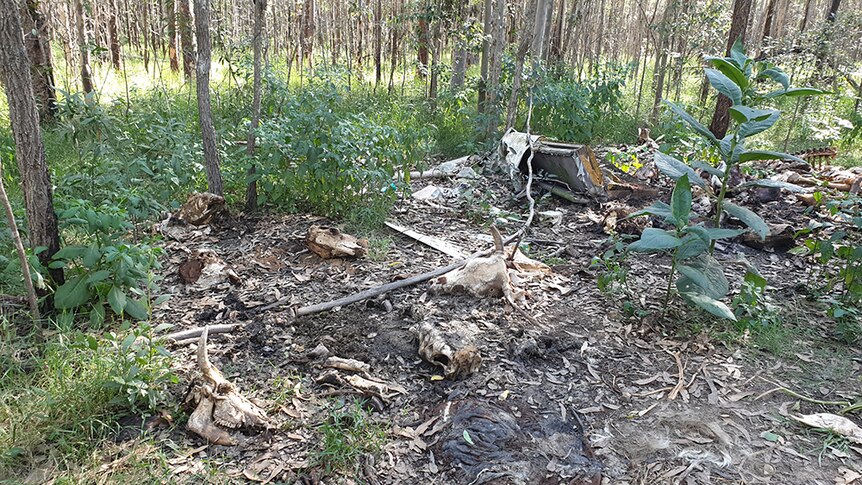 Livestock carcass dumping ground in state forest.