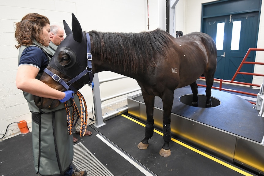 A woman holds a horse's head to keep it still as the animal's hind legs stand in position in a medical CT scanner.
