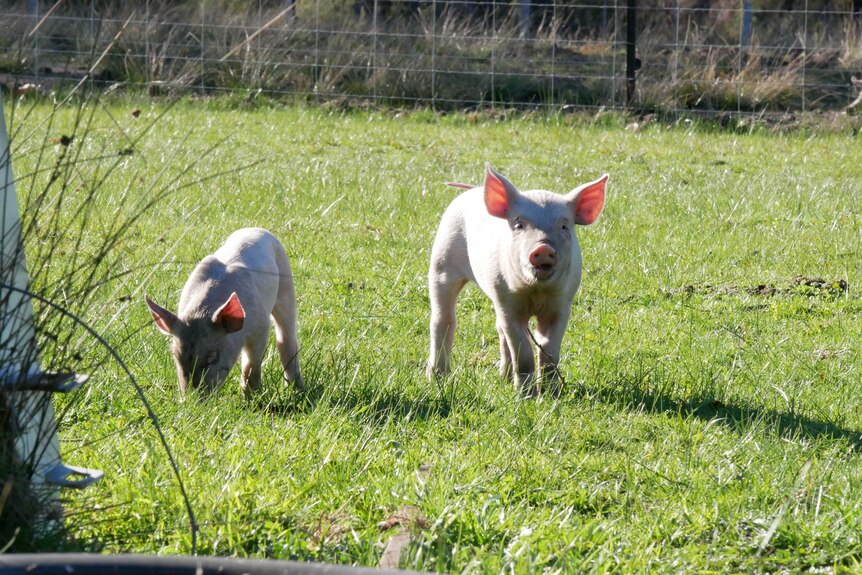 piglets in a paddock