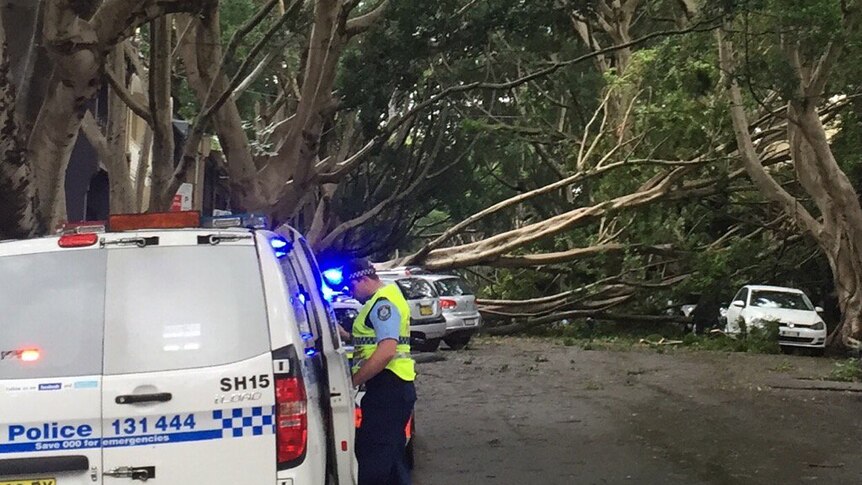 A fig tree fallen across a road, police at the scene.