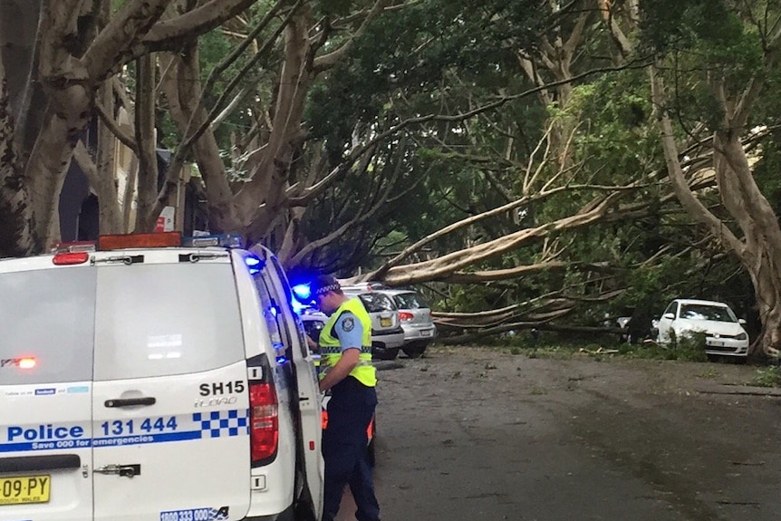 A fig tree fallen across a road, police at the scene.