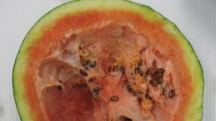 The virus can affect a range of crops including melons and cucumbers