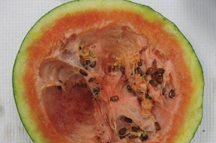 The virus can affect a range of crops including melons and cucumbers