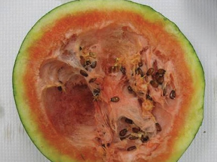 The virus can affect a range of crops including melons and cucumbers