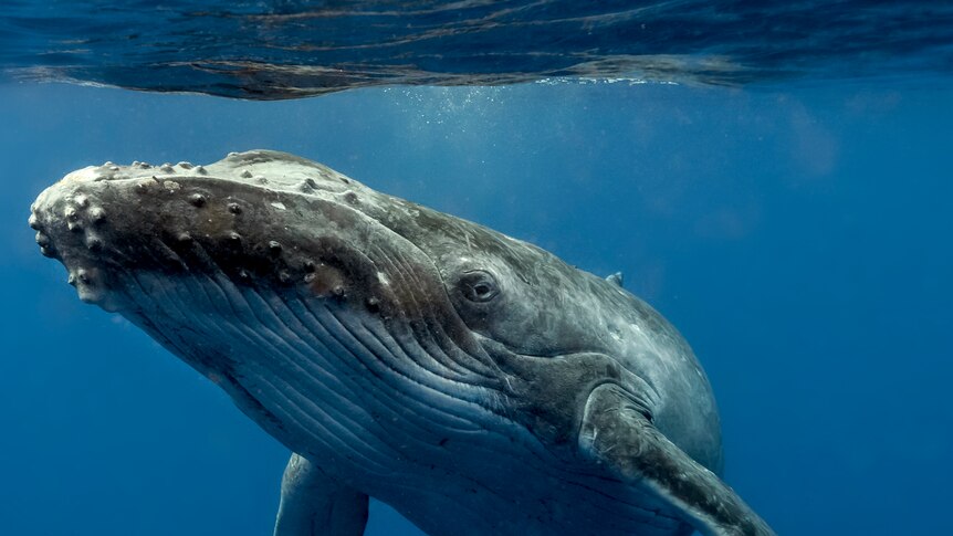 A humpback whale under the sea stares at the camera