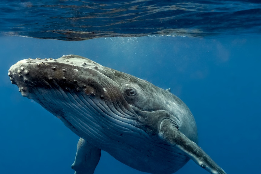 A humpback whale under the sea stares at the camera
