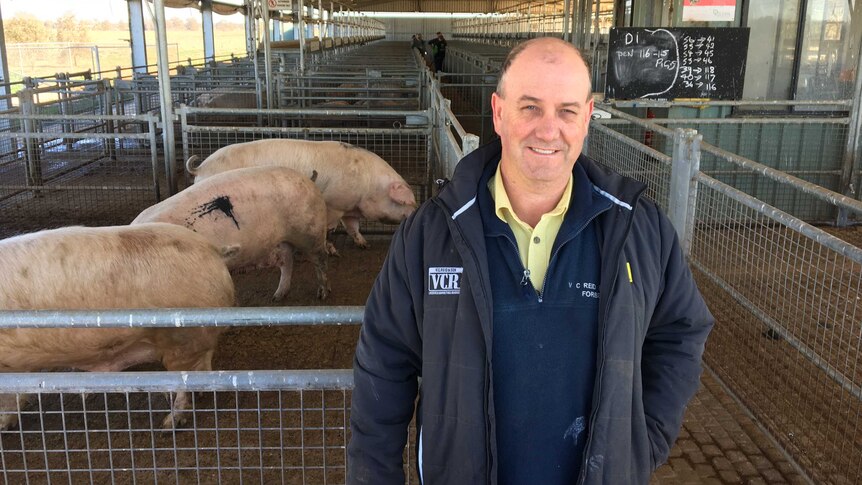 A man stands in front of pigs at a saleyard