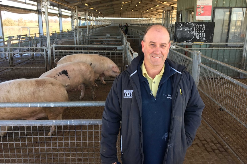 A man stands in front of pigs at a saleyard