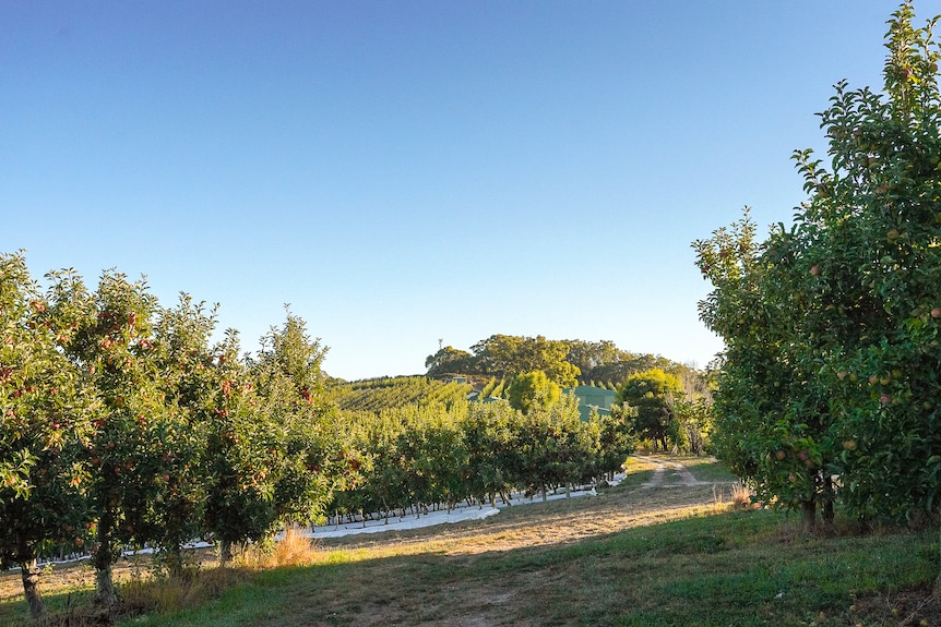 Rows of mediums sized apple trees glisten under a sunset.