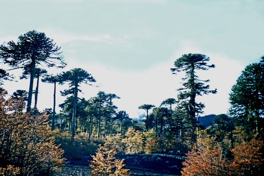 Landscape of conifer trees in chile