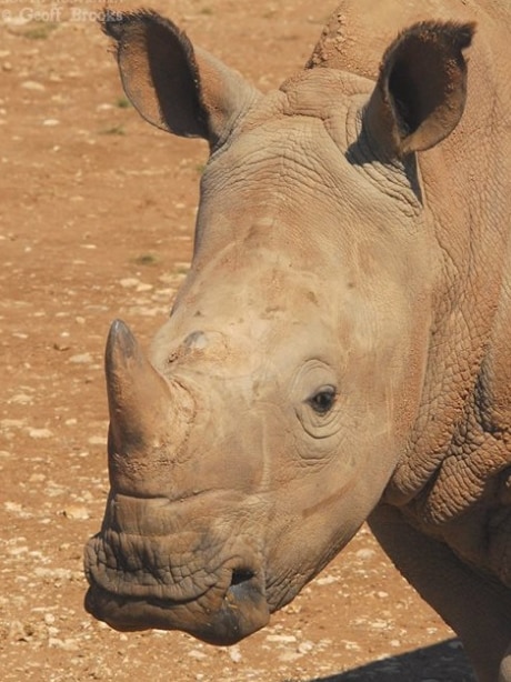 baby Southern White Rhino Tundu.