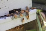 Bees swarm around the opening of a white, wooden beehive.