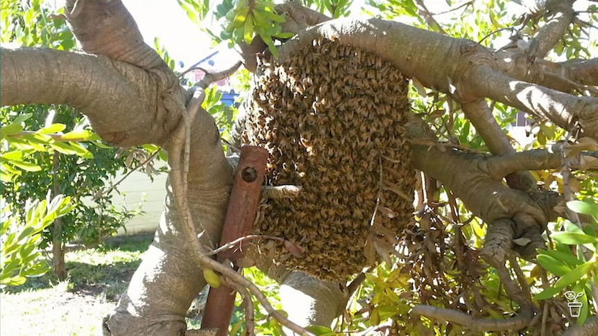 A large swarm of bees in a tree.